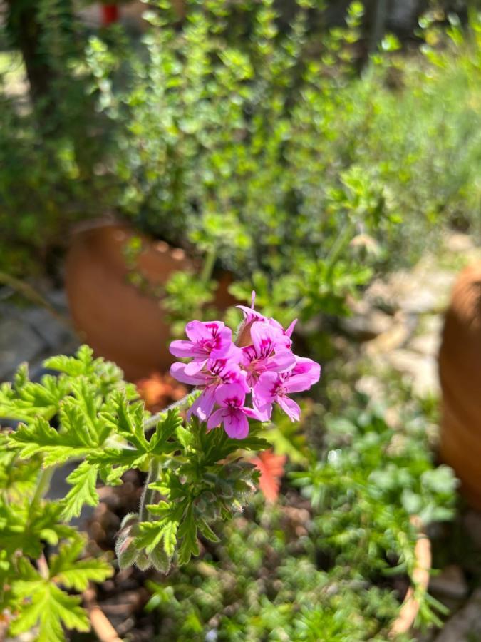 Mariza Corfu